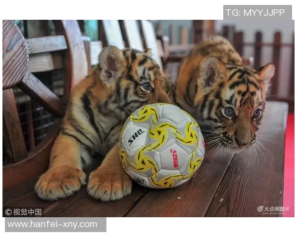 动物足球球星高清大图展现萌态与竞技魅力完美结合的精彩瞬间 动物足球球星高清大图展现萌态与竞技魅力完美结合的精彩瞬间